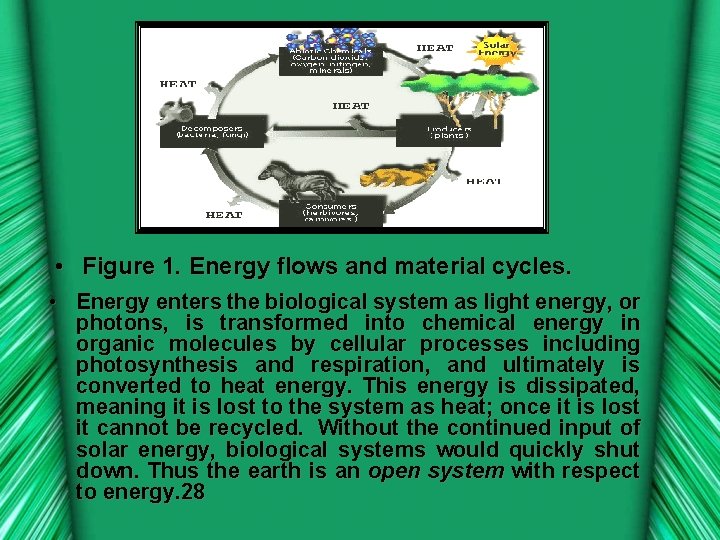  • Figure 1. Energy flows and material cycles. • Energy enters the biological