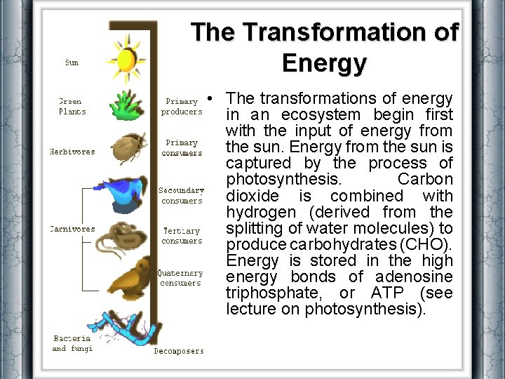 The Transformation of Energy • The transformations of energy in an ecosystem begin first