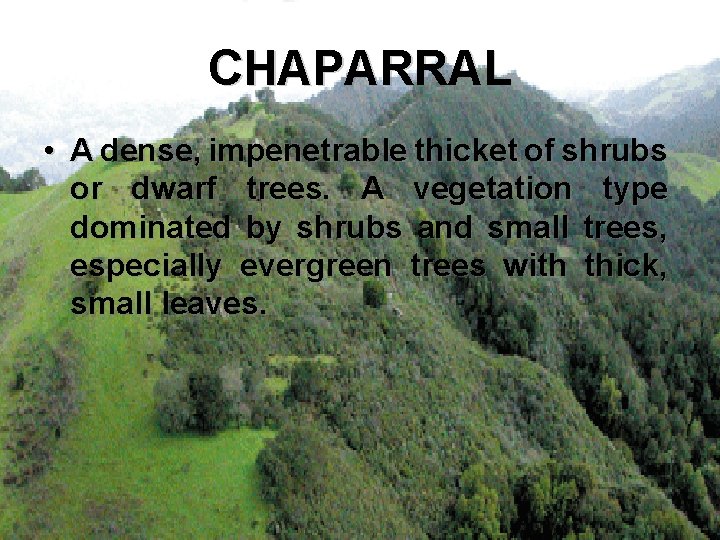 CHAPARRAL • A dense, impenetrable thicket of shrubs or dwarf trees. A vegetation type