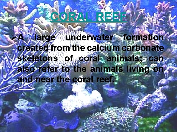 CORAL REEF ØA large underwater formation created from the calcium carbonate skeletons of coral