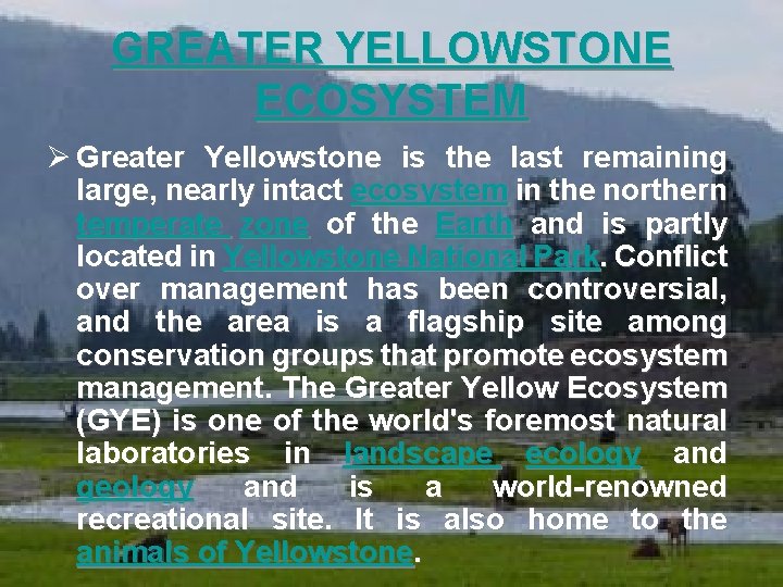 GREATER YELLOWSTONE ECOSYSTEM Ø Greater Yellowstone is the last remaining large, nearly intact ecosystem