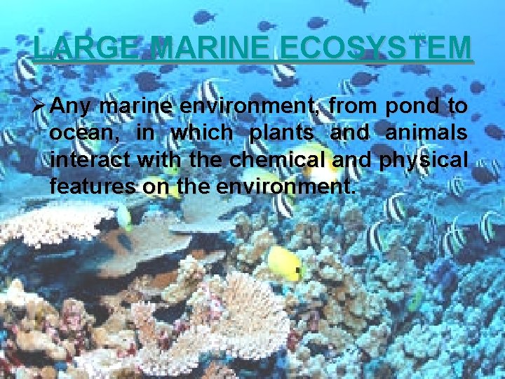LARGE MARINE ECOSYSTEM Ø Any marine environment, from pond to ocean, in which plants