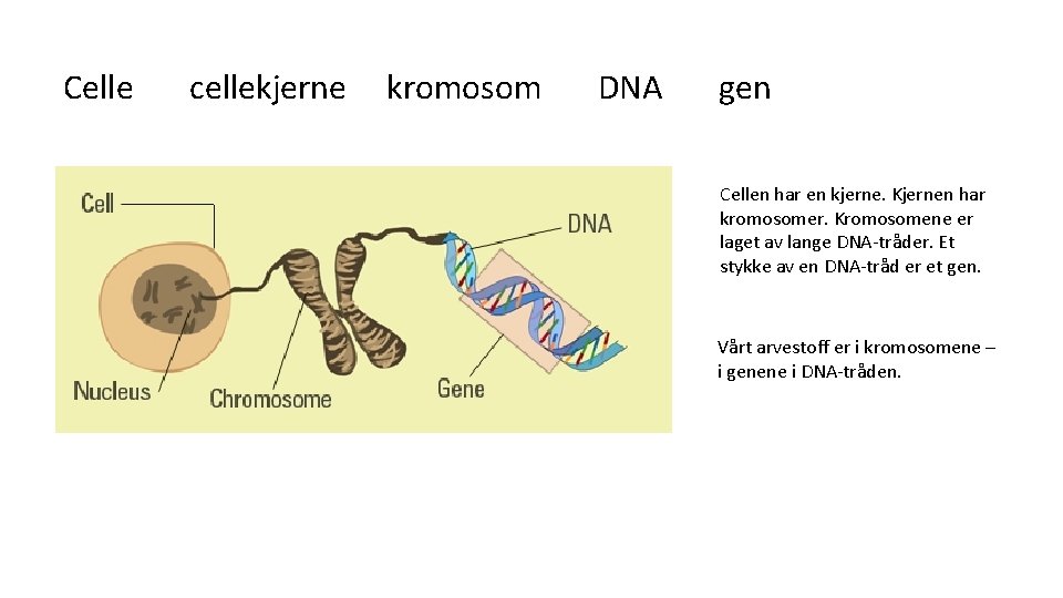 Celle cellekjerne kromosom DNA gen Cellen har en kjerne. Kjernen har kromosomer. Kromosomene er