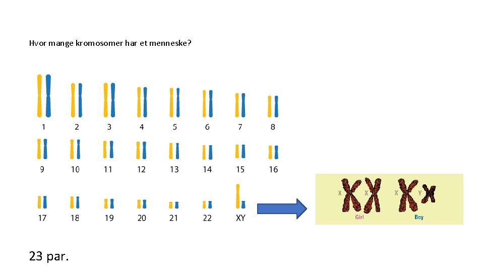 Hvor mange kromosomer har et menneske? 23 par. 