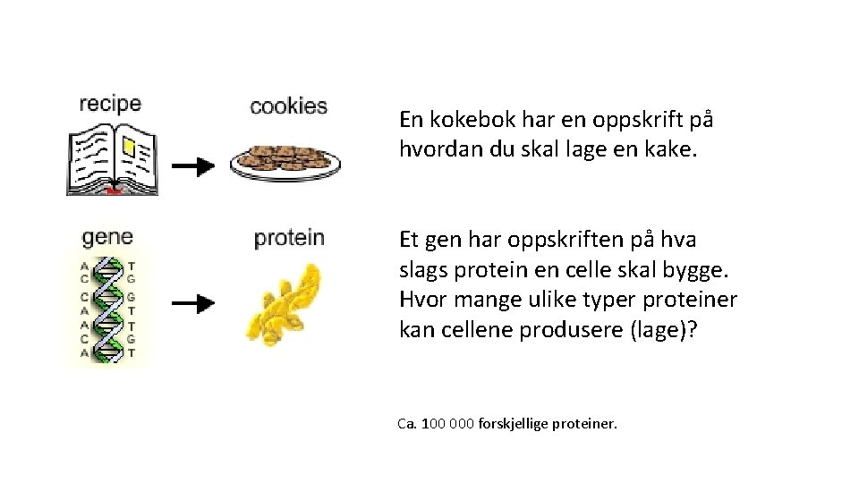 En kokebok har en oppskrift på hvordan du skal lage en kake. Et gen