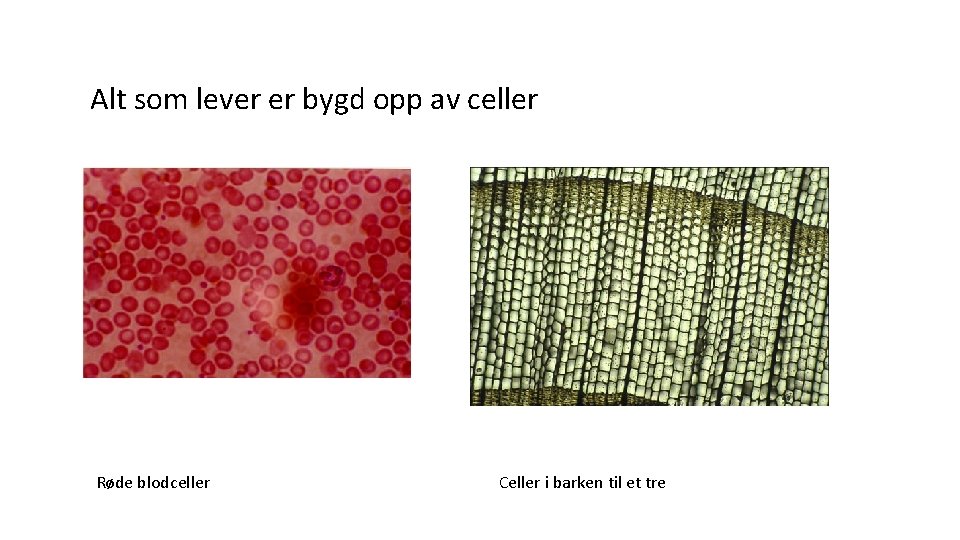 Alt som lever er bygd opp av celler Røde blodceller Celler i barken til