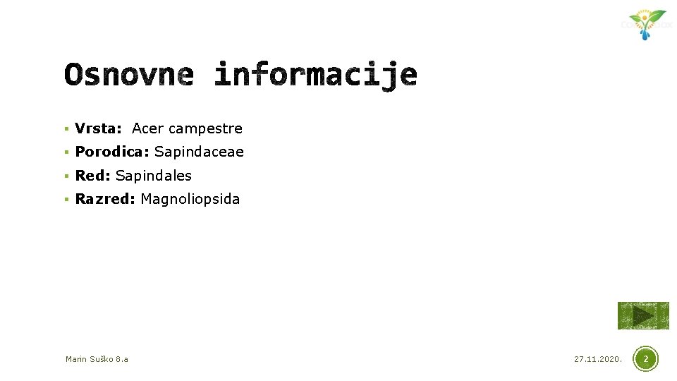§ Vrsta: Acer campestre § Porodica: Sapindaceae § Red: Sapindales § Razred: Magnoliopsida Marin
