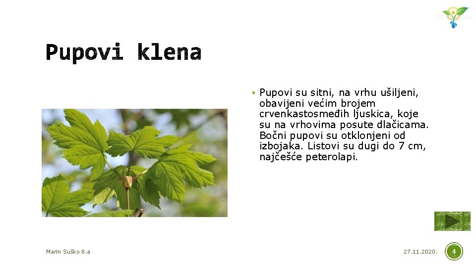 § Pupovi su sitni, na vrhu ušiljeni, obavijeni većim brojem crvenkastosmeđih ljuskica, koje su