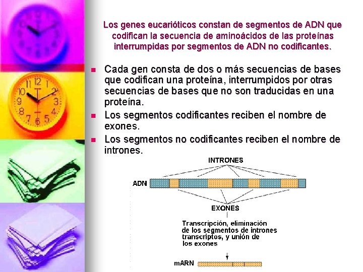 Los genes eucarióticos constan de segmentos de ADN que codifican la secuencia de aminoácidos