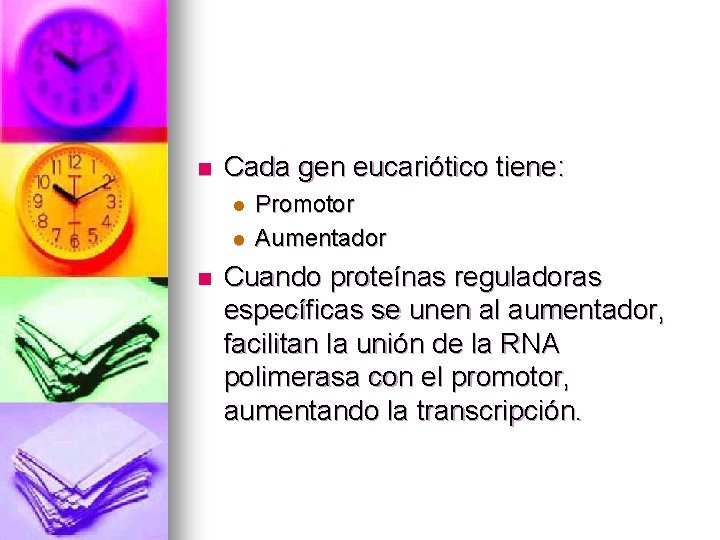n Cada gen eucariótico tiene: l l n Promotor Aumentador Cuando proteínas reguladoras específicas