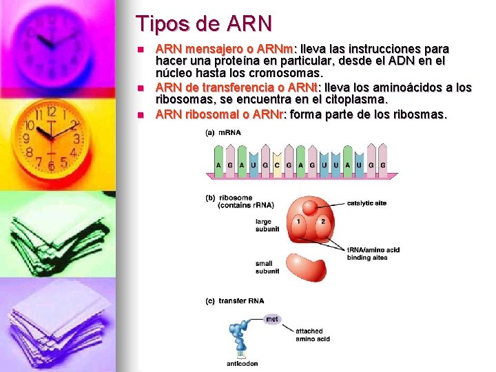 Tipos de ARN n n n ARN mensajero o ARNm: lleva las instrucciones para