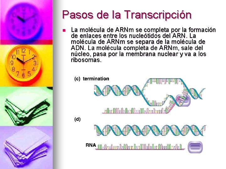 Pasos de la Transcripción n La molécula de ARNm se completa por la formación