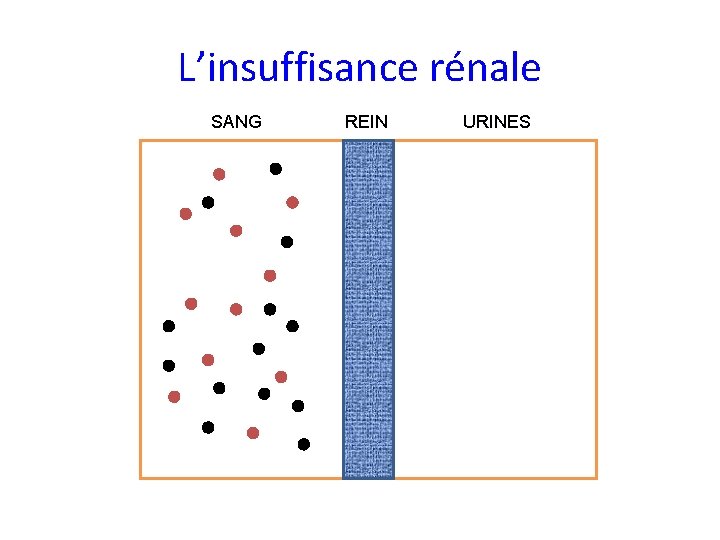 L’insuffisance rénale SANG REIN URINES 