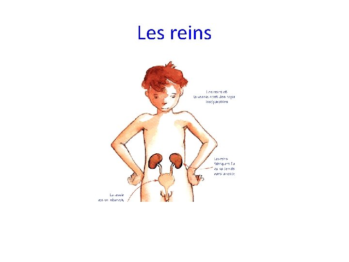 Les reins 