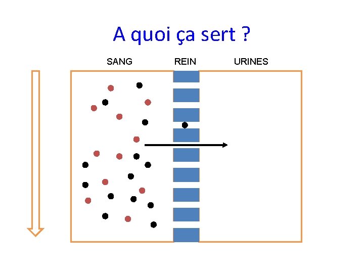 A quoi ça sert ? SANG REIN URINES 