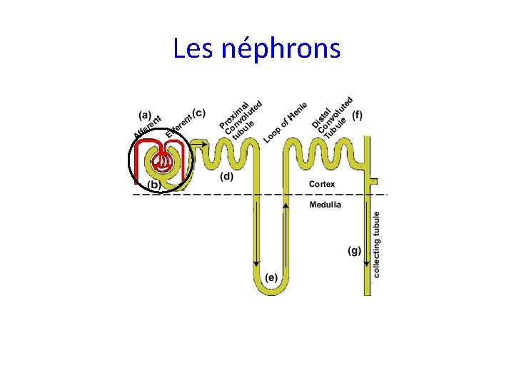 Les néphrons 