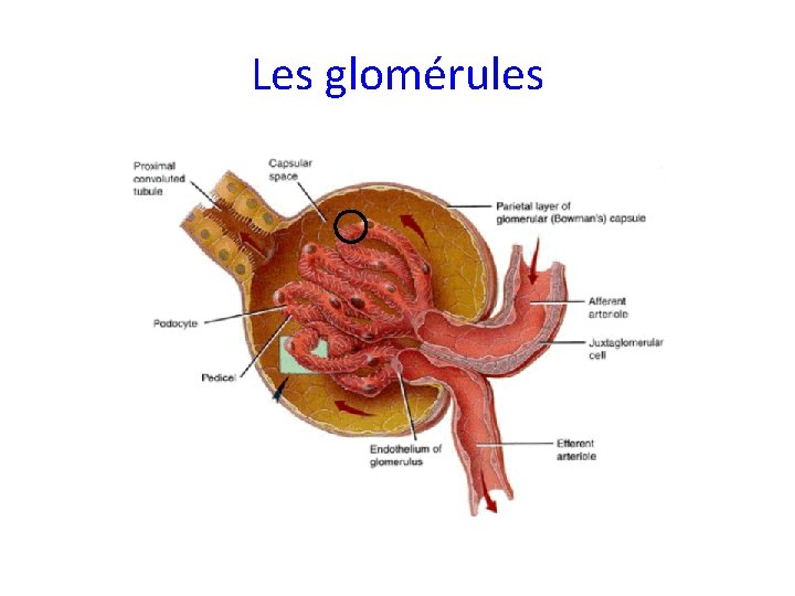 Les glomérules 