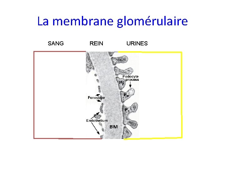La membrane glomérulaire SANG REIN URINES 