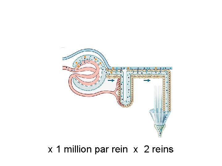 x 1 million par rein x 2 reins 