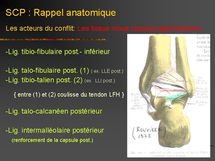 SCP : Rappel anatomique Les acteurs du conflit: Les tissus mous capsulo-ligamentaires -Lig. tibio-fibulaire