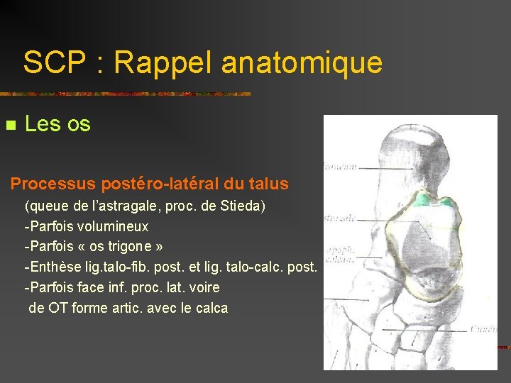 SCP : Rappel anatomique n Les os Processus postéro-latéral du talus (queue de l’astragale,