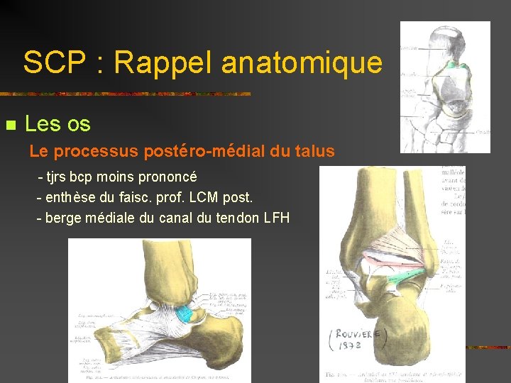 SCP : Rappel anatomique n Les os Le processus postéro-médial du talus - tjrs