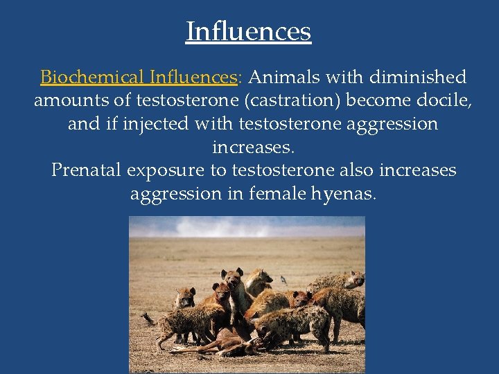 Influences Biochemical Influences: Animals with diminished amounts of testosterone (castration) become docile, and if