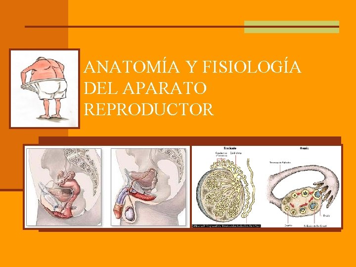 ANATOMÍA Y FISIOLOGÍA DEL APARATO REPRODUCTOR 