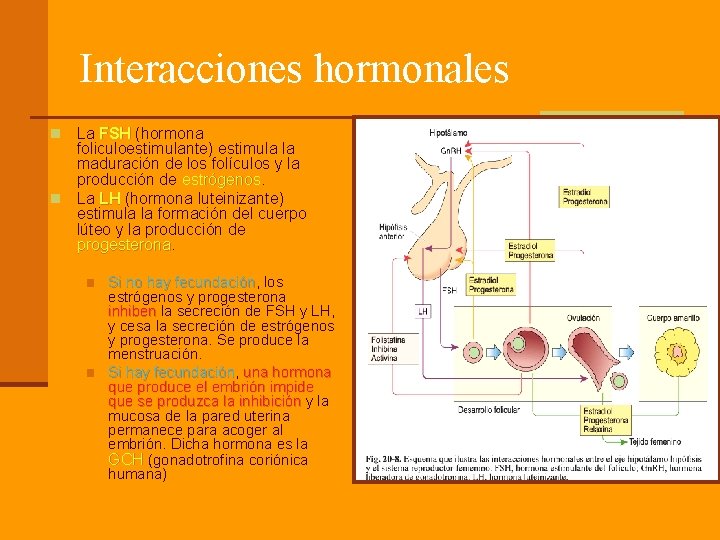 Interacciones hormonales La FSH (hormona FSH foliculoestimulante) estimula la maduración de los folículos y