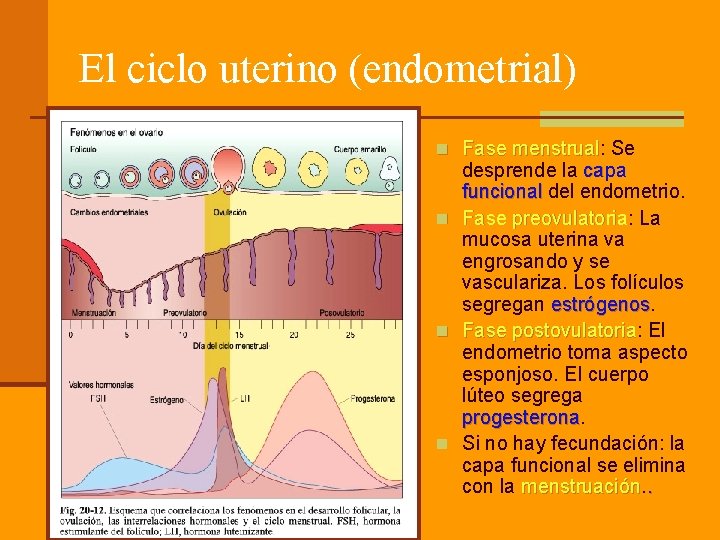 El ciclo uterino (endometrial) n Fase menstrual: Se Fase menstrual desprende la capa funcional