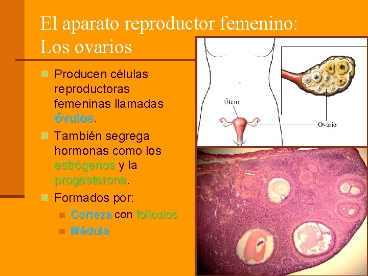 El aparato reproductor femenino: Los ovarios n Producen células reproductoras femeninas llamadas óvulos n