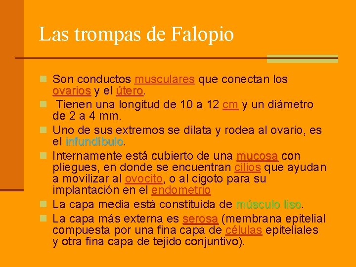 Las trompas de Falopio n Son conductos musculares que conectan los n n n