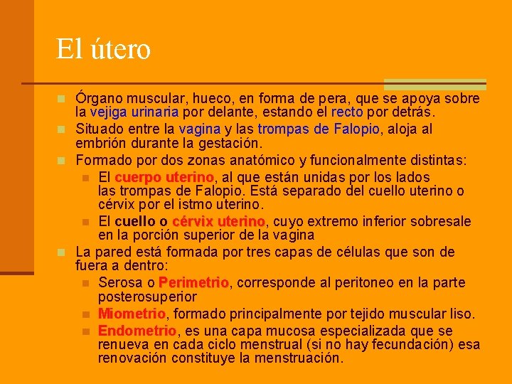 El útero n Órgano muscular, hueco, en forma de pera, que se apoya sobre