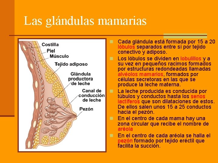 Las glándulas mamarias n Cada glándula está formada por 15 a 20 n n