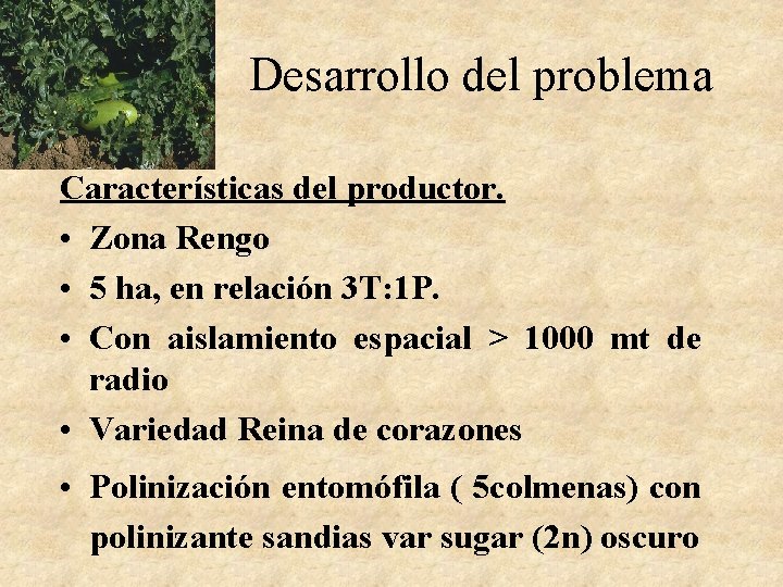 Desarrollo del problema Características del productor. • Zona Rengo • 5 ha, en relación