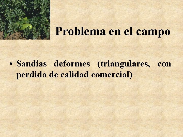 Problema en el campo • Sandias deformes (triangulares, con perdida de calidad comercial) 