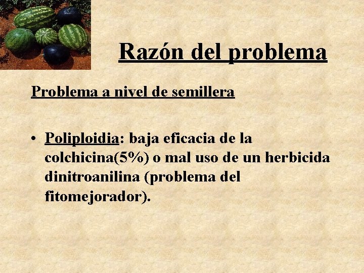 Razón del problema Problema a nivel de semillera • Poliploidia: baja eficacia de la