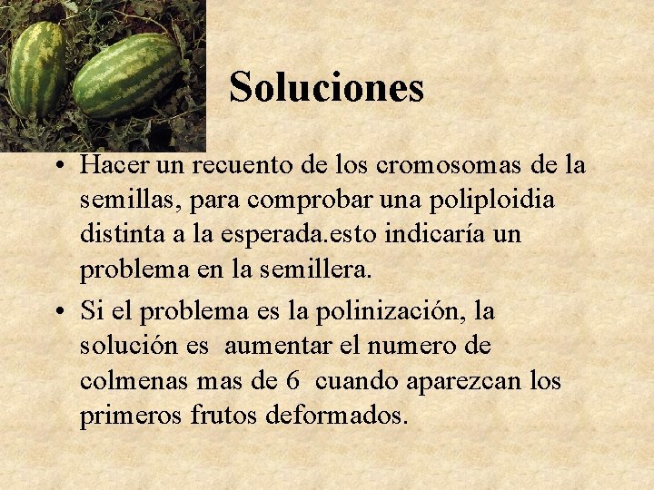 Soluciones • Hacer un recuento de los cromosomas de la semillas, para comprobar una