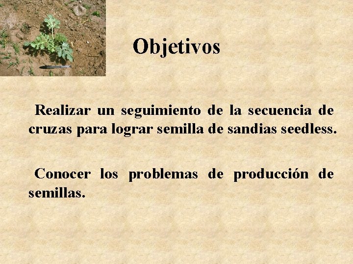 Objetivos Realizar un seguimiento de la secuencia de cruzas para lograr semilla de sandias