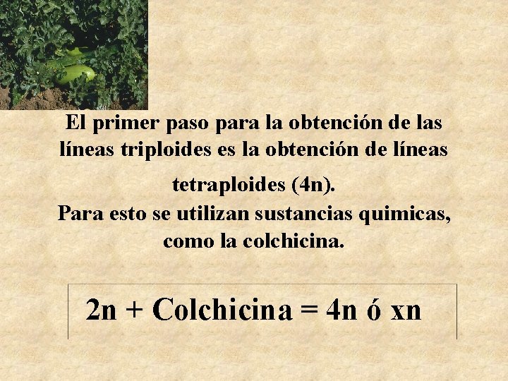 El primer paso para la obtención de las líneas triploides es la obtención de