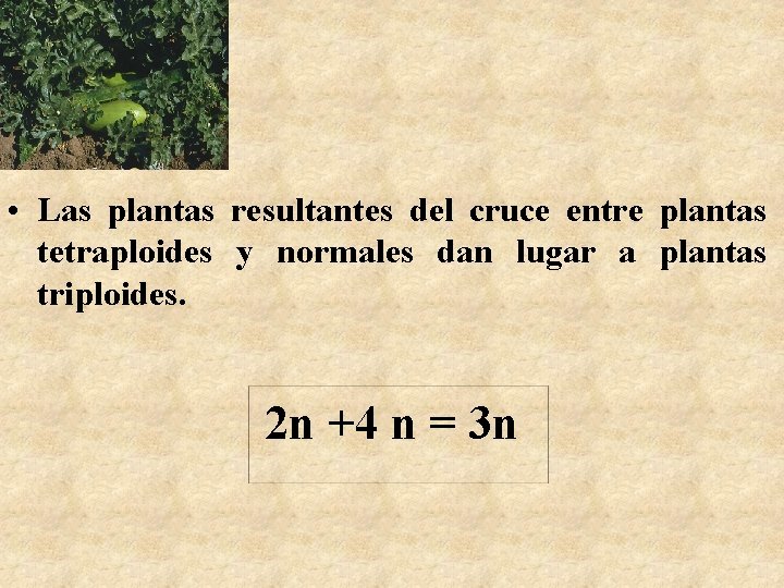  • Las plantas resultantes del cruce entre plantas tetraploides y normales dan lugar