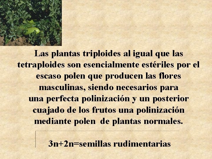 Las plantas triploides al igual que las tetraploides son esencialmente estériles por el escaso