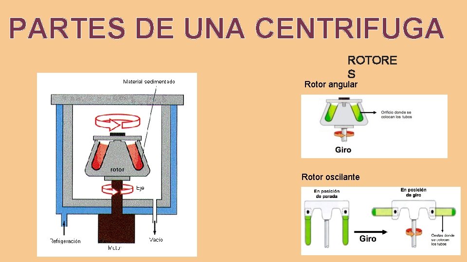PARTES DE UNA CENTRIFUGA ROTORE S Rotor angular Rotor oscilante 
