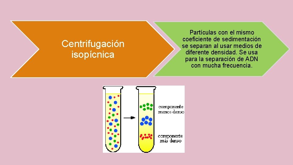 Centrifugación isopícnica Partículas con el mismo coeficiente de sedimentación se separan al usar medios