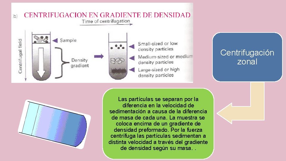 Centrifugación zonal Las partículas se separan por la diferencia en la velocidad de sedimentación