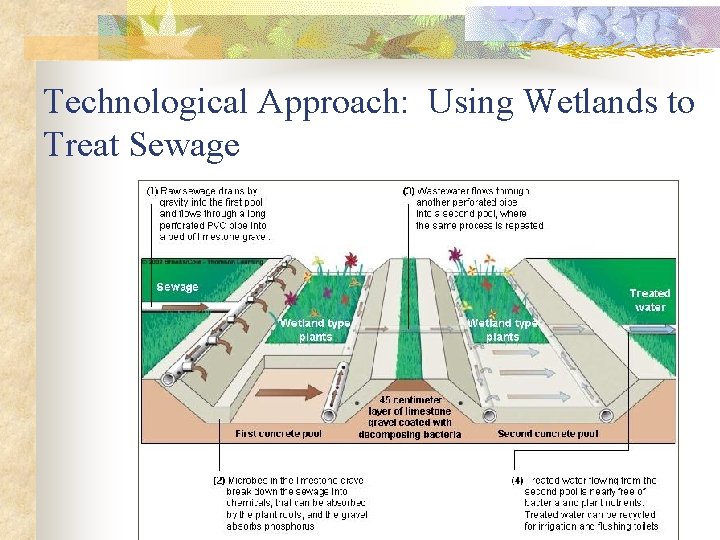 Technological Approach: Using Wetlands to Treat Sewage 