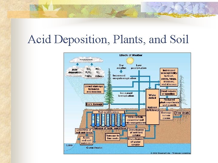 Acid Deposition, Plants, and Soil 