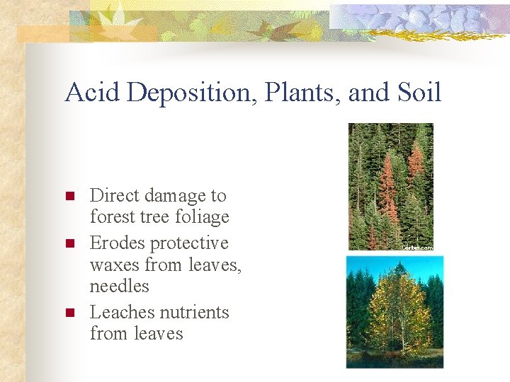 Acid Deposition, Plants, and Soil n n n Direct damage to forest tree foliage