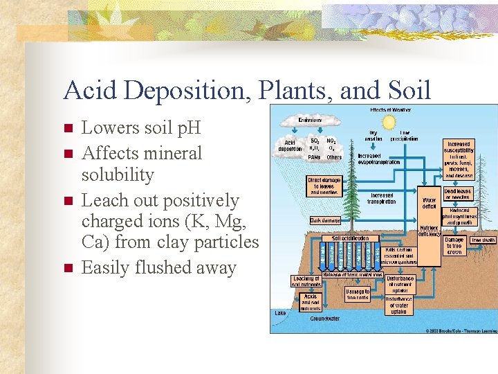 Acid Deposition, Plants, and Soil n n Lowers soil p. H Affects mineral solubility