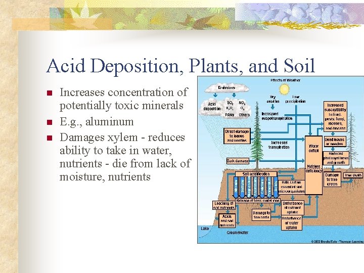 Acid Deposition, Plants, and Soil n n n Increases concentration of potentially toxic minerals